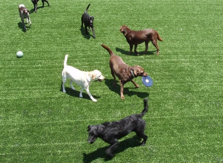 artificial grass for pets gilbert az